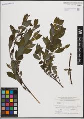 Foto von Salix caprea L.